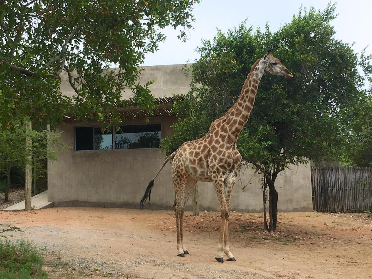 Nextdoor Kruger Villa Марлот Парк Екстериор снимка